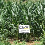 Corn with C-CAT