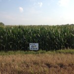 Dry Land Corn - Doug Gale