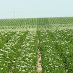 Potato Crop: 6 Middle Rows without C-CAT PLUS