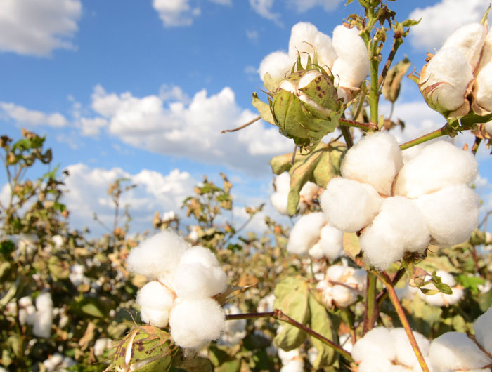 Cotton Field