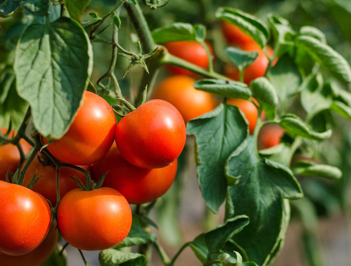 Close-up of Tomato Plant