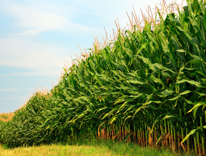 Edge of Corn Field