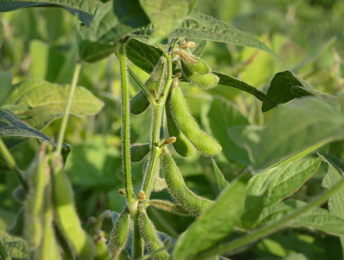 Close-up of Soybean Plants