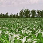 Corn Field with Plant Food Solutions